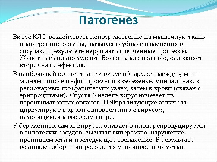 Патогенез Вирус КЛО воздействует непосредственно на мышечную ткань и внутренние органы, вызывая глубокие изменения