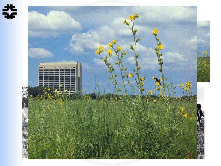 Prairie Restoration The 6, 800 acres of the open space of the Laboratory has