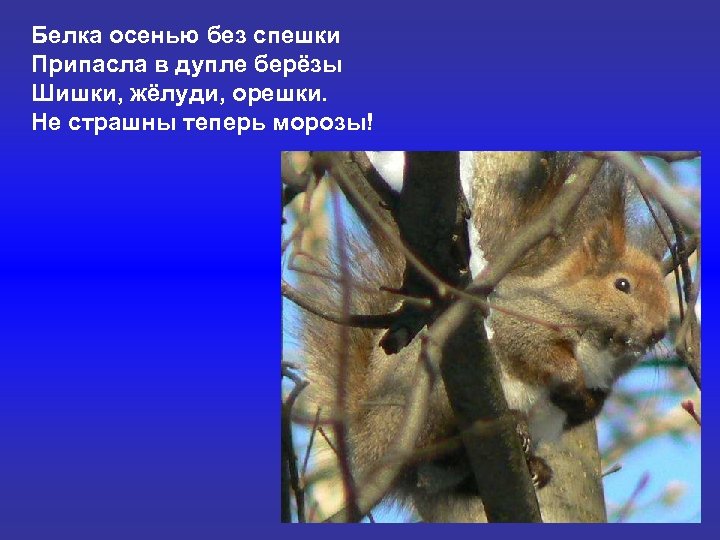 Белка осенью без спешки Припасла в дупле берёзы Шишки, жёлуди, орешки. Не страшны теперь