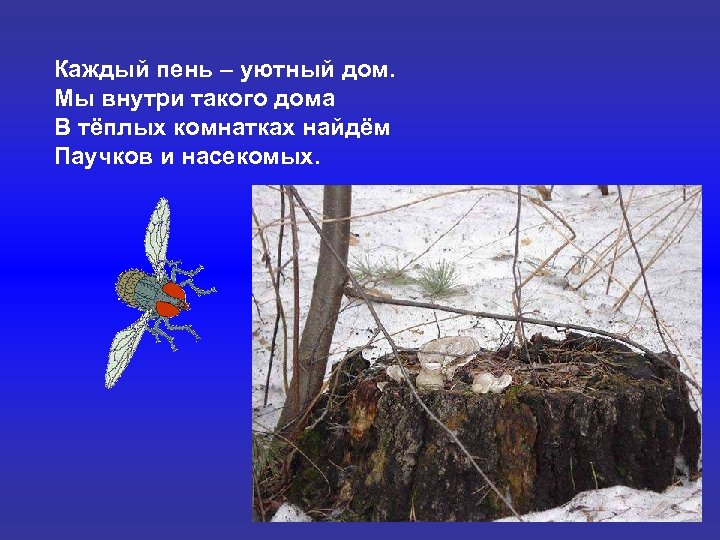 Каждый пень – уютный дом. Мы внутри такого дома В тёплых комнатках найдём Паучков