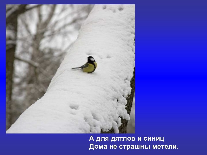 А для дятлов и синиц Дома не страшны метели. 