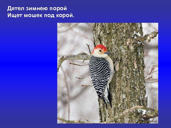 Дятел зимнею порой Ищет мошек под корой. 