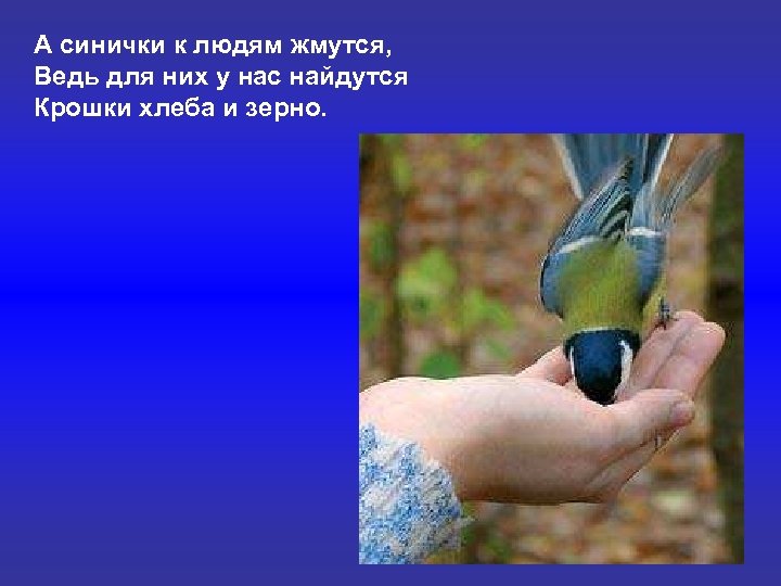 А синички к людям жмутся, Ведь для них у нас найдутся Крошки хлеба и