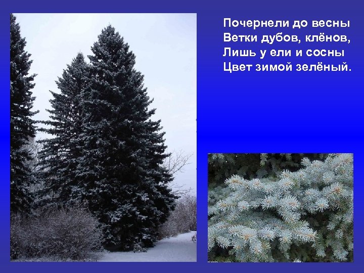 Почернели до весны Ветки дубов, клёнов, Лишь у ели и сосны Цвет зимой зелёный.