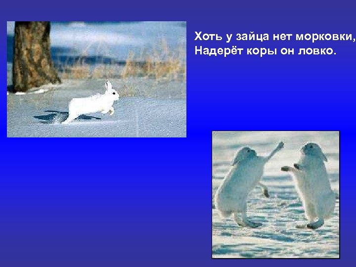 Хоть у зайца нет морковки, Надерёт коры он ловко. 