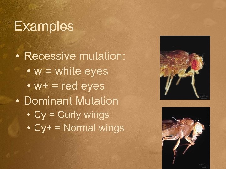 Examples • Recessive mutation: • w = white eyes • w+ = red eyes