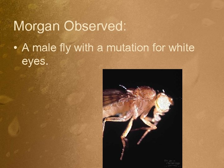 Morgan Observed: • A male fly with a mutation for white eyes. 