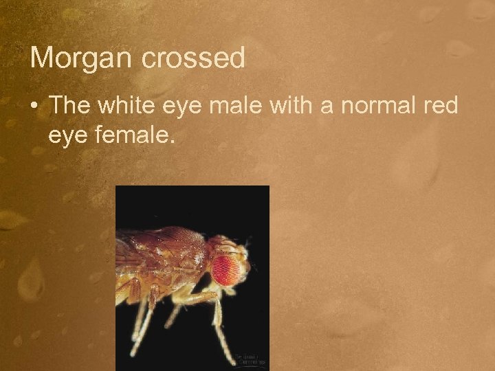 Morgan crossed • The white eye male with a normal red eye female. 