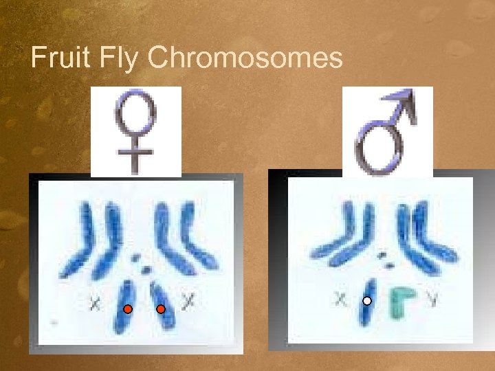 Fruit Fly Chromosomes 