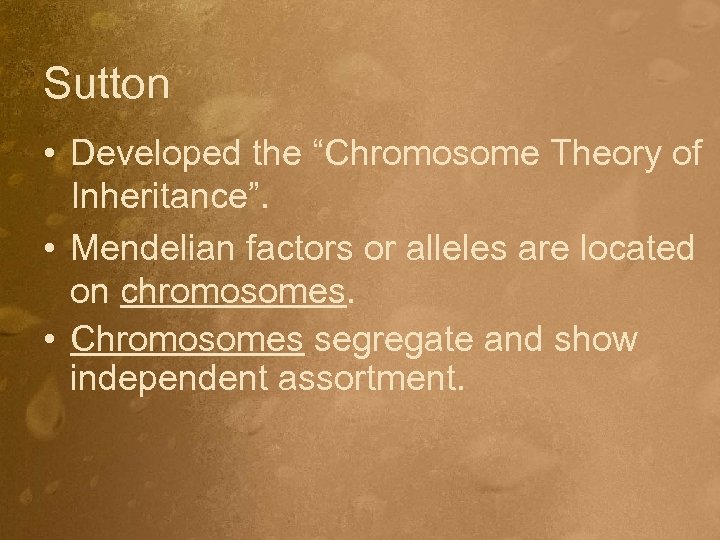 Sutton • Developed the “Chromosome Theory of Inheritance”. • Mendelian factors or alleles are