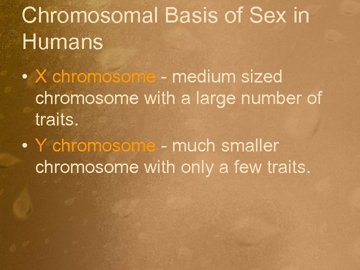 Chromosomal Basis of Sex in Humans • X chromosome - medium sized chromosome with