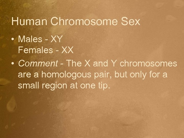 Human Chromosome Sex • Males - XY Females - XX • Comment - The