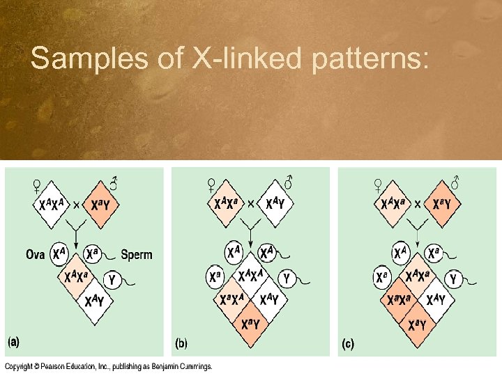Samples of X-linked patterns: 