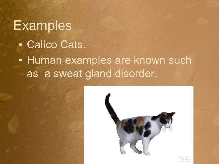 Examples • Calico Cats. • Human examples are known such as a sweat gland