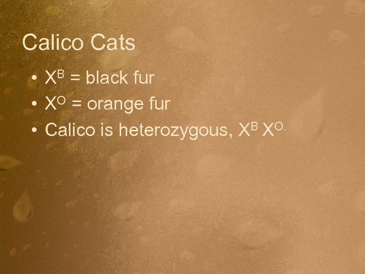 Calico Cats • XB = black fur • XO = orange fur • Calico