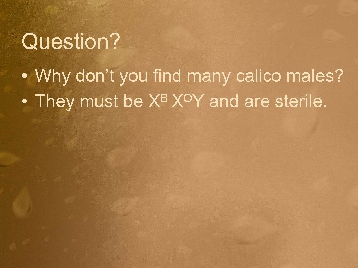 Question? • Why don’t you find many calico males? • They must be XB