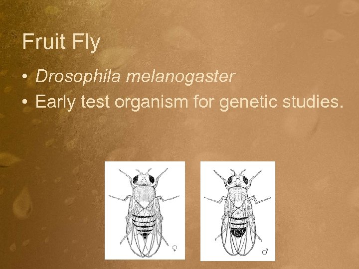 Fruit Fly • Drosophila melanogaster • Early test organism for genetic studies. 