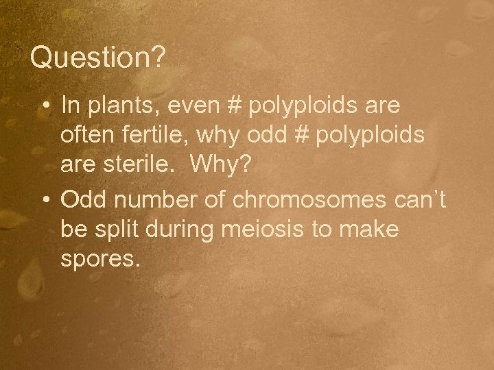 Question? • In plants, even # polyploids are often fertile, why odd # polyploids