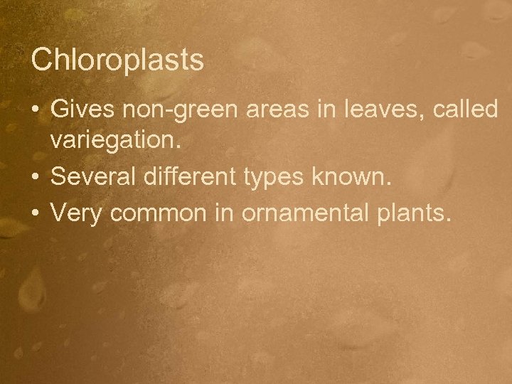 Chloroplasts • Gives non-green areas in leaves, called variegation. • Several different types known.