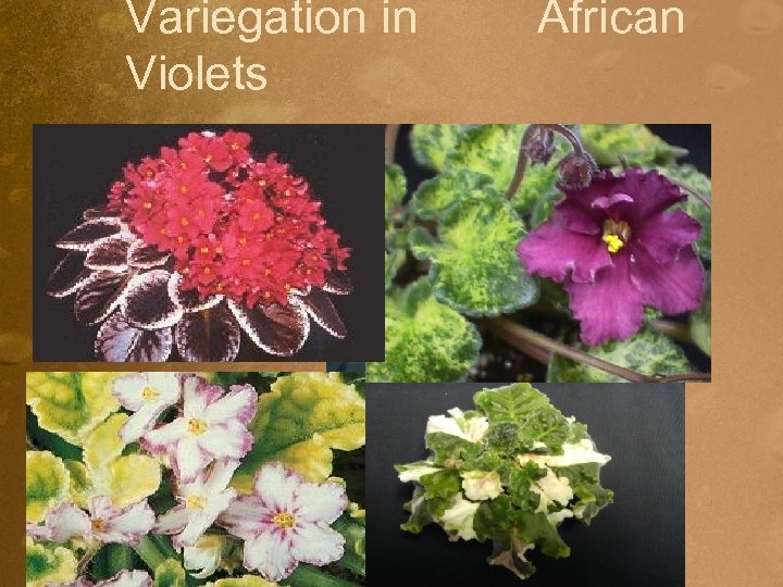 Variegation in Violets African 