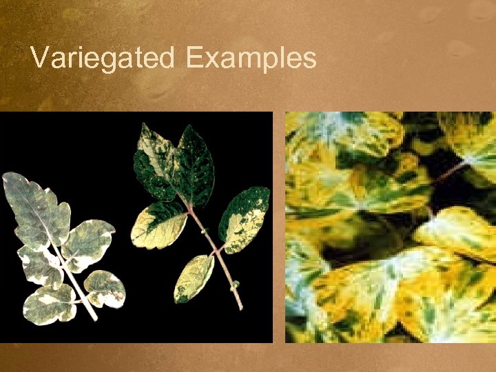 Variegated Examples 