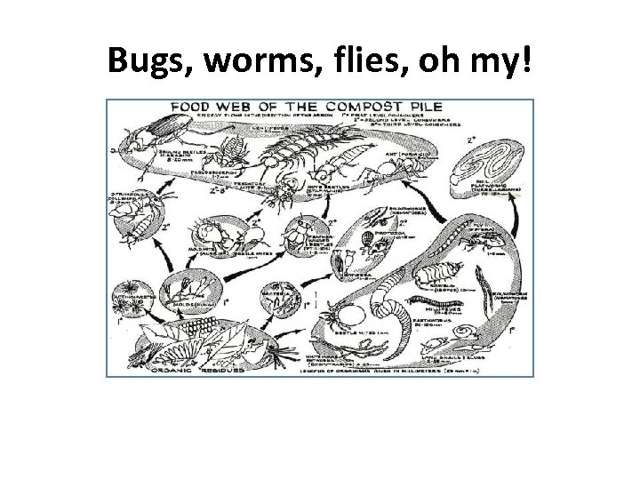 Bugs, worms, flies, oh my! 