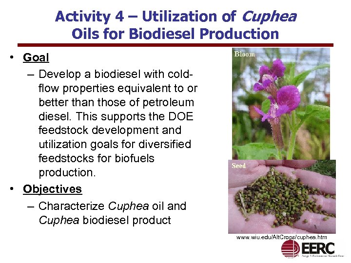 Activity 4 – Utilization of Cuphea Oils for Biodiesel Production • Goal – Develop