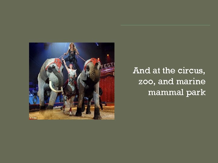 And at the circus, zoo, and marine mammal park 