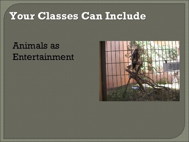 Your Classes Can Include Animals as Entertainment 