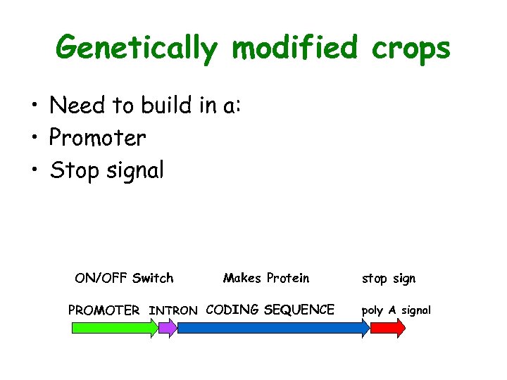 Genetically modified crops • Need to build in a: • Promoter • Stop signal