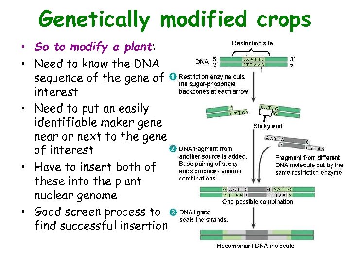 Genetically modified crops • So to modify a plant: • Need to know the
