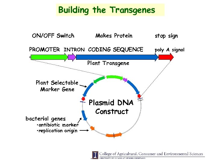 Building the Transgenes ON/OFF Switch Makes Protein PROMOTER INTRON CODING SEQUENCE Plant Transgene Plant