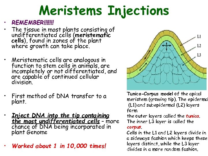Meristems Injections • REMEMBER!!!!!!! • The tissue in most plants consisting of undifferentiated cells