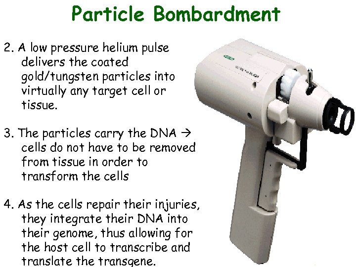 Particle Bombardment 2. A low pressure helium pulse delivers the coated gold/tungsten particles into