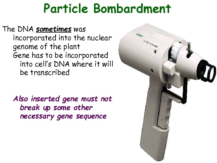 Particle Bombardment The DNA sometimes was incorporated into the nuclear genome of the plant
