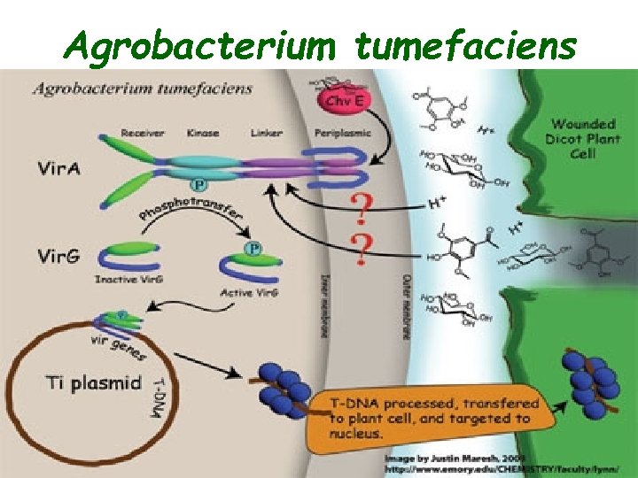 Agrobacterium tumefaciens 