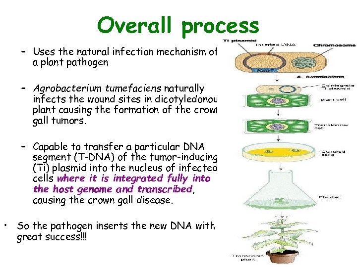 Overall process – Uses the natural infection mechanism of a plant pathogen – Agrobacterium