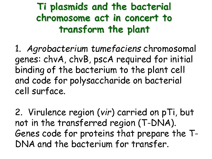 Ti plasmids and the bacterial chromosome act in concert to transform the plant 1.