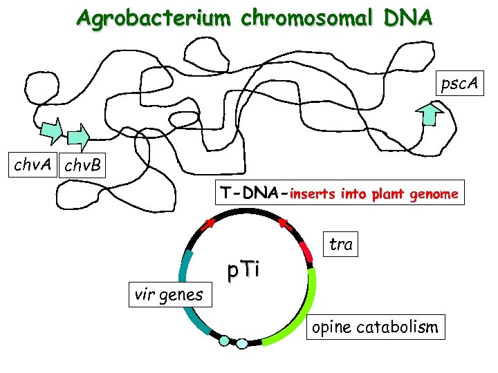 Agrobacterium chromosomal DNA psc. A chv. B T-DNA-inserts into plant genome for transfer to
