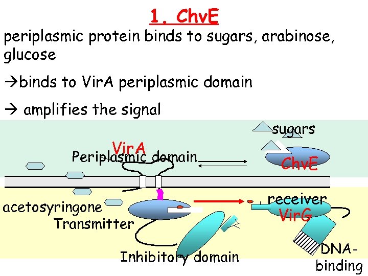 1. Chv. E periplasmic protein binds to sugars, arabinose, glucose binds to Vir. A