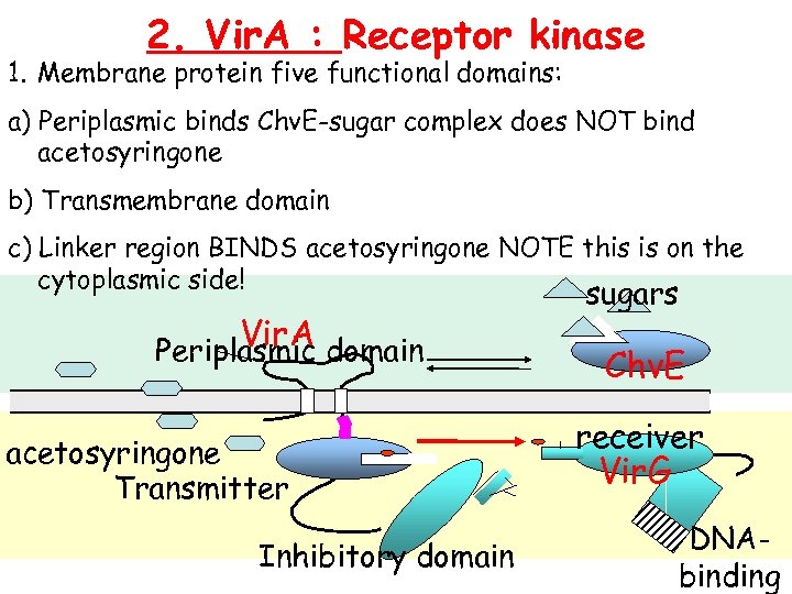 2. Vir. A : Receptor kinase 1. Membrane protein five functional domains: a) Periplasmic