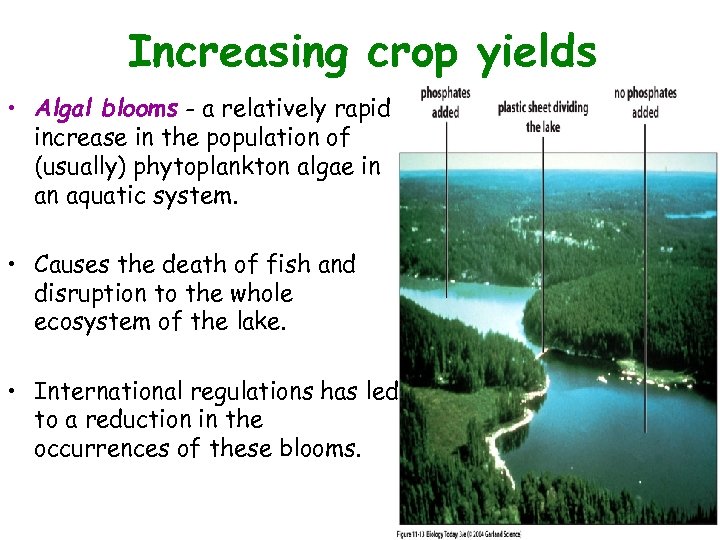 Increasing crop yields Figure 11. 13 • Algal blooms - a relatively rapid increase