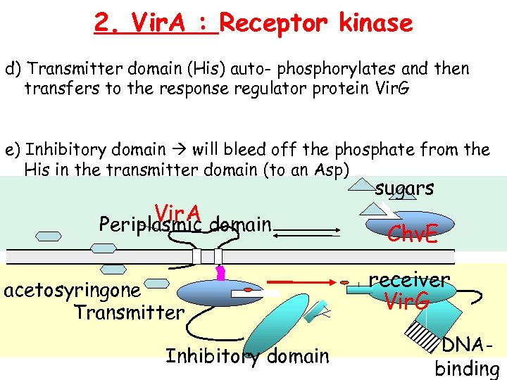 2. Vir. A : Receptor kinase d) Transmitter domain (His) auto- phosphorylates and then