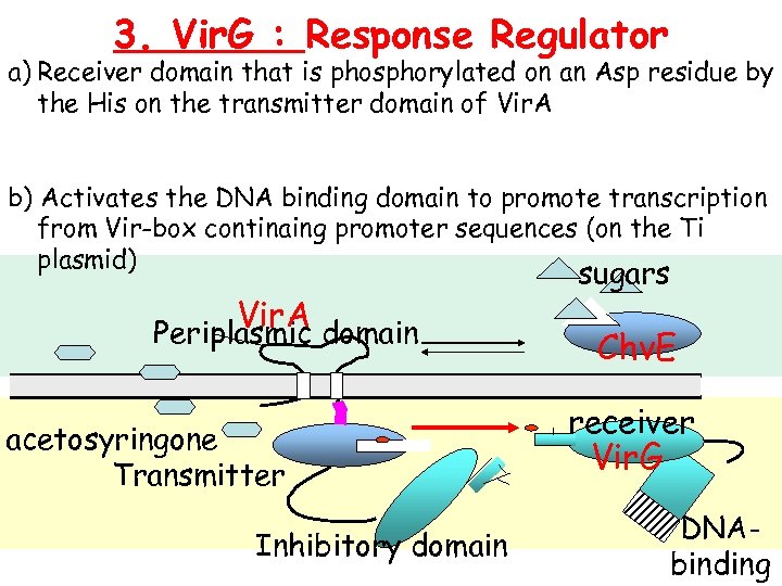 3. Vir. G : Response Regulator a) Receiver domain that is phosphorylated on an