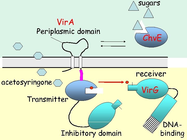 sugars Vir. A Periplasmic domain Chv. E receiver acetosyringone Transmitter Inhibitory domain Vir. G