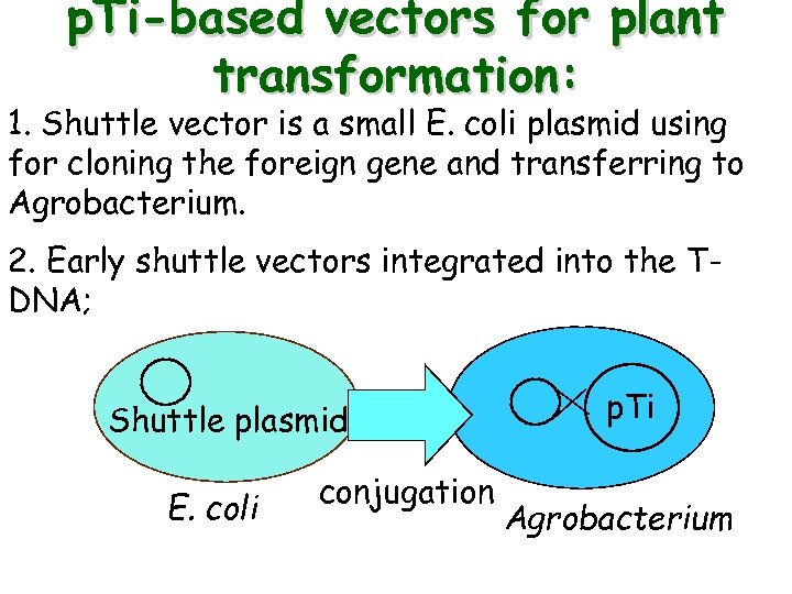 p. Ti-based vectors for plant transformation: 1. Shuttle vector is a small E. coli
