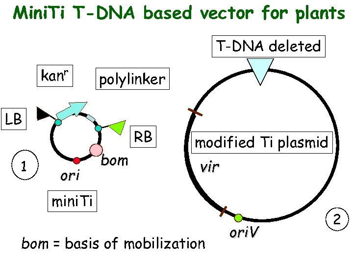 Mini. Ti T-DNA based vector for plants a binary vector system kanr polylinker LB