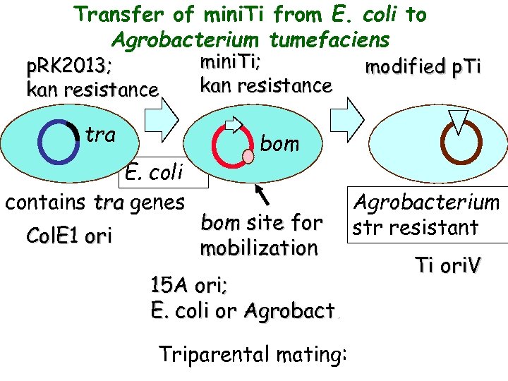 Transfer of mini. Ti from E. coli to Agrobacterium tumefaciens p. RK 2013; kan