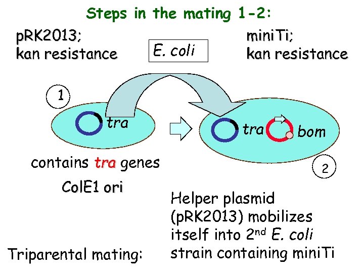 Steps in the mating 1 -2: p. RK 2013; mini. Ti; E. coli kan