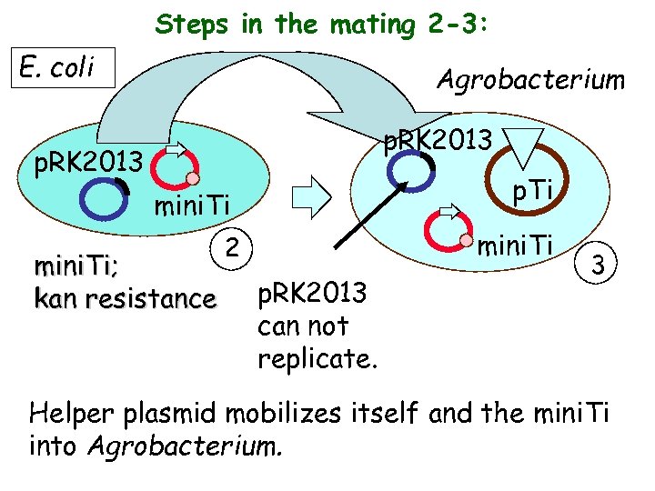 Steps in the mating 2 -3: E. coli Agrobacterium p. RK 2013 p. Ti